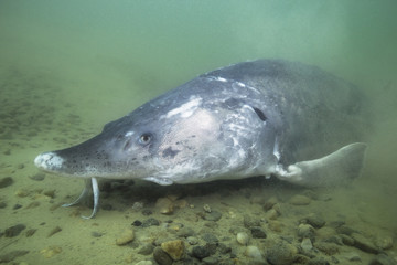 Underwater photography of the biggest fish Beluga, Huso huso. Beautifull river habitat. Freshwater fish sturgeon swimming in the nature. Wild life animal. Nice background. Live in the sea.