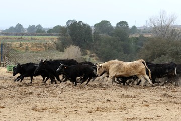 bull in spain