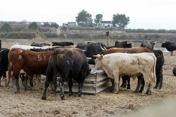 bull in spain