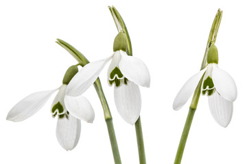 Fototapeta premium Three flower of snowdrop isolated on white background