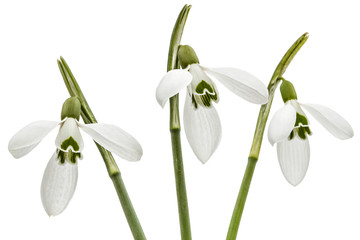 Fototapeta premium Three flower of snowdrop isolated on white background