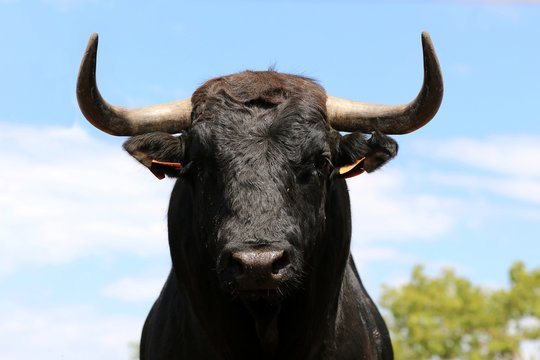 bull in spain