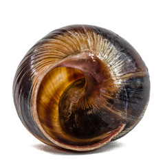 Spiral shell of snail, isolated on white background