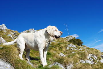 vieux labrador blanc heureux à la montagne