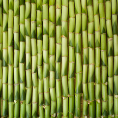 Fototapeta premium bamboo