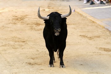 bull in spain