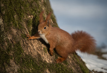 squirrel, Sciurus vulgaris, Wiewiórka © Slawomir