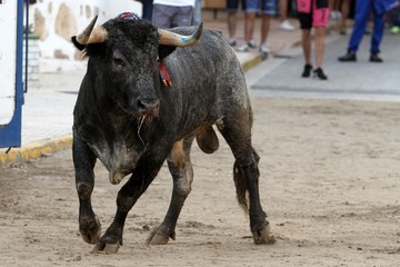 bull in spain