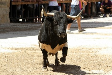 bull in spain
