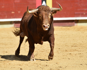 toro en corrida en españa