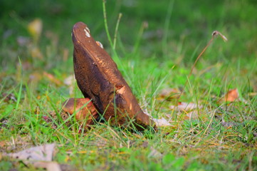 mushroom closeup