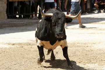 bull in spain