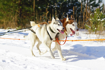 Two active Siberian Husky dogs with collars and harnesses running on a snow in winter during the sled dog racing