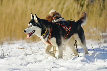Black and white Siberian Husky sled dog walking on a snow wearing a collar and a harness