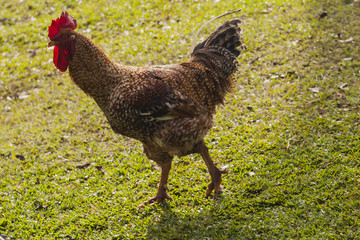 Poultry rooster in a grass background. Frei Rogério, Santa Catarina / Brazil