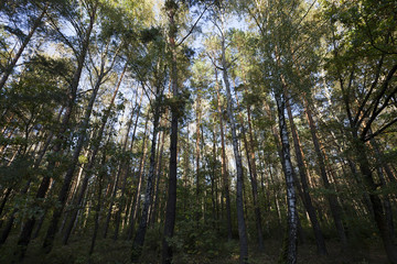 Obraz premium mixed forest