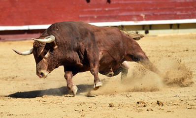 toro