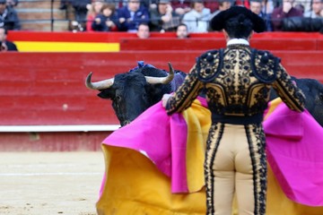 bull in spain