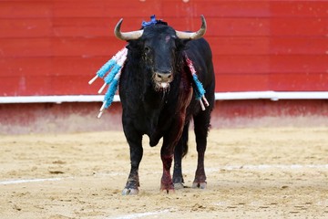 bull in spain