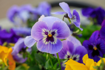 Viola cornuta, tufted pansy.  Colorful flowers of violets