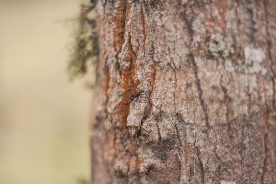 Ant in the bark of a tree. Natural texture. Frei Rogério, Santa Catarina / Brazil