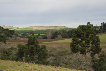 Rural landscape with Araucária forest. Blue sky with clouds. Frei Rogério, Santa Catarina / Brazil