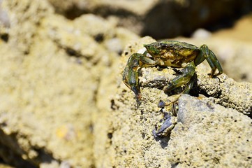 crab sun