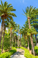 Obraz na płótnie Canvas Alfabia nature park on Tranountana mountais in Mallorca. High Palm trees in blue sky. Mallorca, Balearic Islands, Spain. Travel destination concept