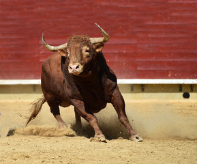 toro