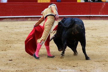 bull in spain