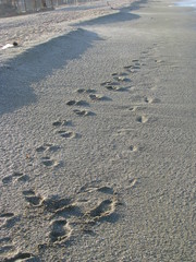 footprint in sand