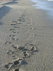 footprint in sand