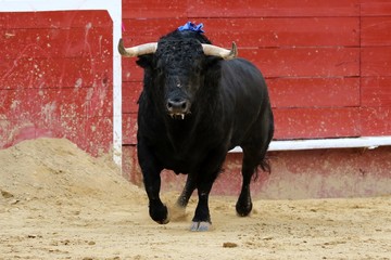bull in spain