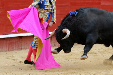 bull in spain
