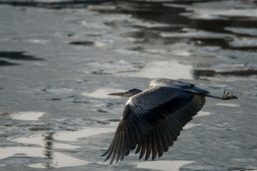 gray heron - a species of large water bird with a slender figure with a long curved neck
