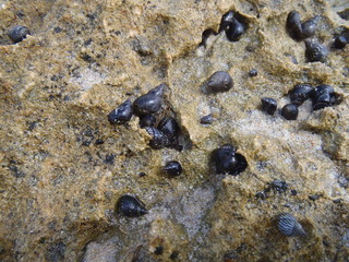 black snails