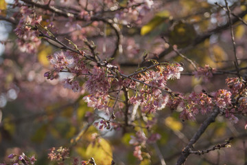 Cherry tree blossom. Cherry flowers blooming. Sakura Matsuri park and festival. Frei Rogério, Santa Catarina / Brazil