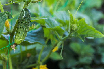 One green ripe cucumber on a bush among the leaves. Cucumber on the background of the garden.
