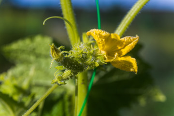 One green ripe cucumber on a bush among the leaves. Cucumber on the background of the garden.