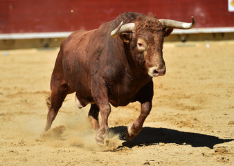 toro