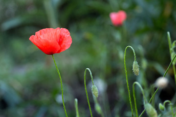 Bees collect pollen from Papaver rhoeas. Honey plants Ukraine.