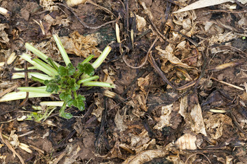 rotten leaves beetroot
