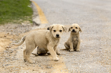 Stray baby dogs
