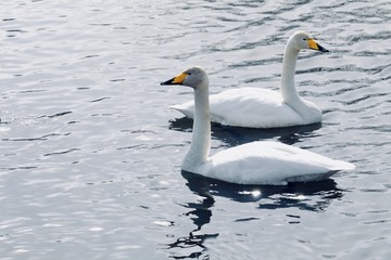 Obraz premium 旭川に飛来した白鳥