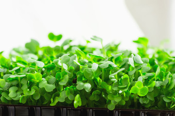 Young Fresh Sprouts of Potted Water Cress Growing Indoors on Kitchen Window-Sill. Soft Daylight White Curtain in the Background. Gardening Plant Based Diet Food Garnish. Copy Space