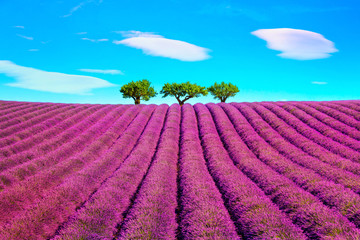 Fototapeta na wymiar Lavender and trees uphill. Provence, France