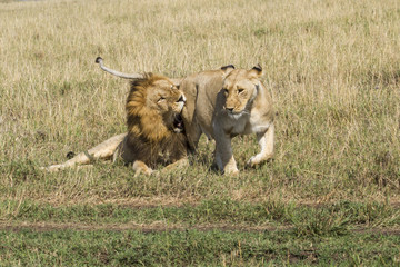 Mating couple of lions making trouble with each other in the Masai Mara National Park in Kenya