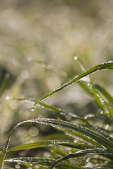 Frozen grass early in the morning. Frei Rogério, Santa Catarina / Brazil