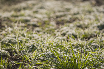 Fototapeta premium Frozen grass early in the morning. Frei Rogério, Santa Catarina / Brazil