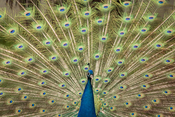 Fototapeta premium The Indian peafowl or blue peafowl